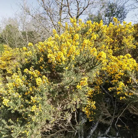 Rambler's Rest Дом отдыха